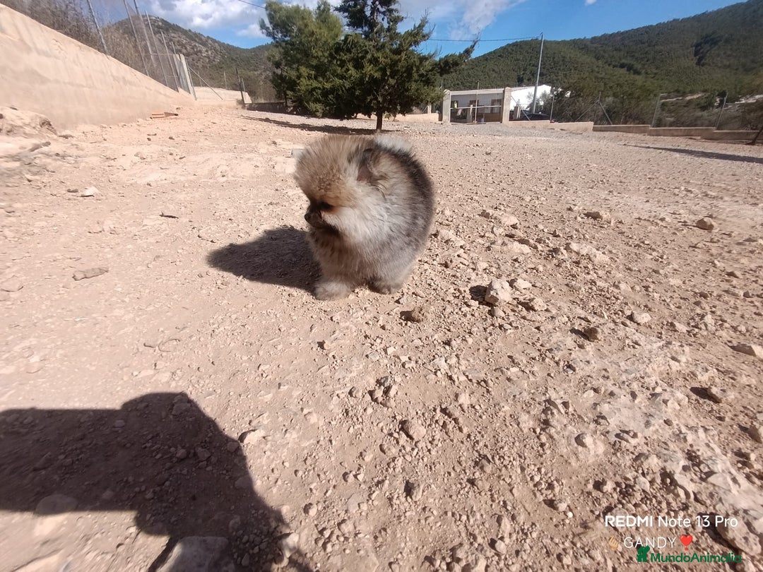 Pomerania perros en venta: PRECIOSA BOLITA DE MACHITO CHIQUITIN DE POMERANIA - Imagen 6