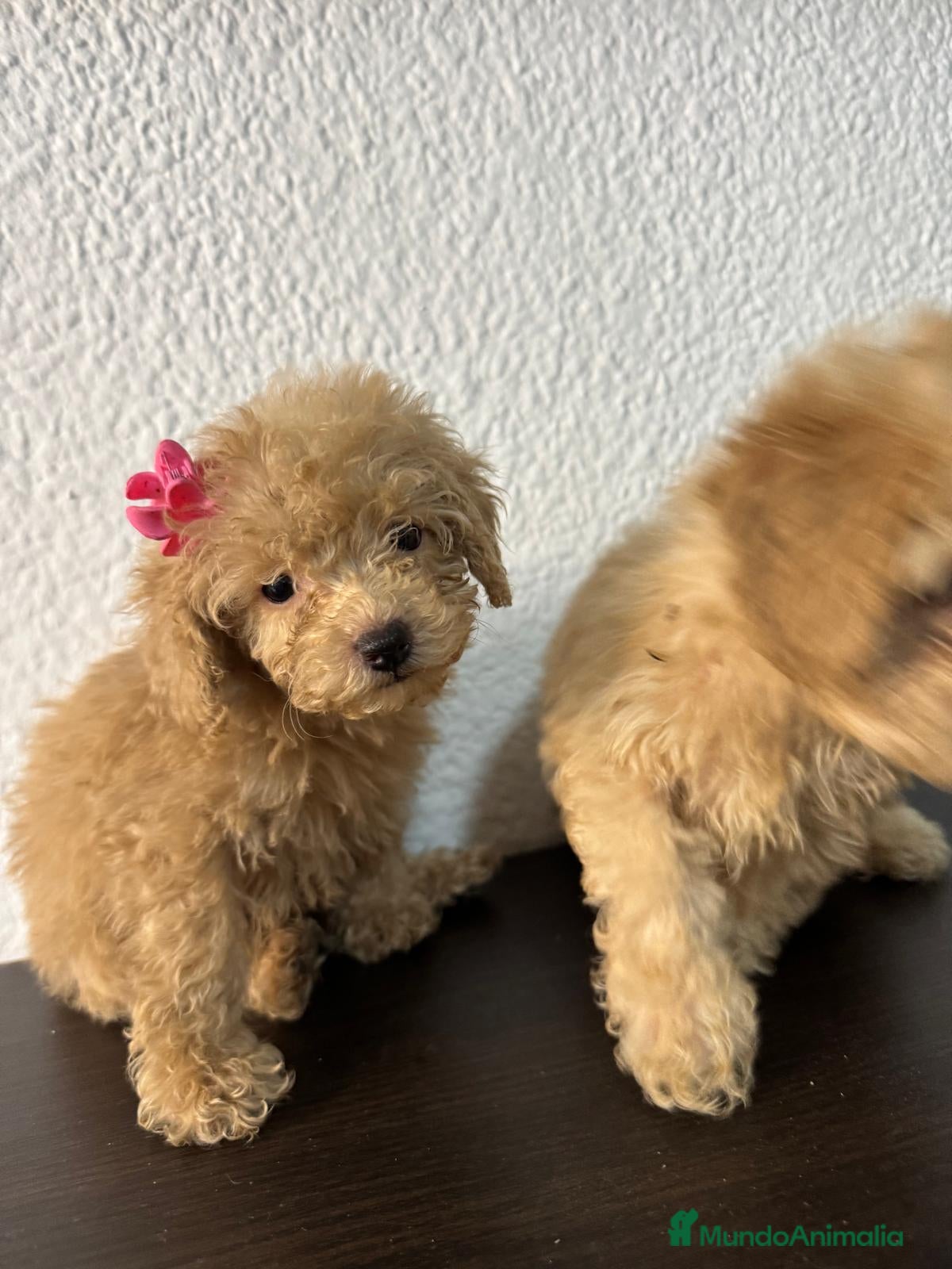 Caniche Toy perros en venta: Ultimas 2 hembras de caniche toy apricot!! - Anuncio 1