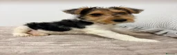Fox Terrier de Pelo Duro perros en venta: Fox Terrier de pelo duro - Anuncio 13