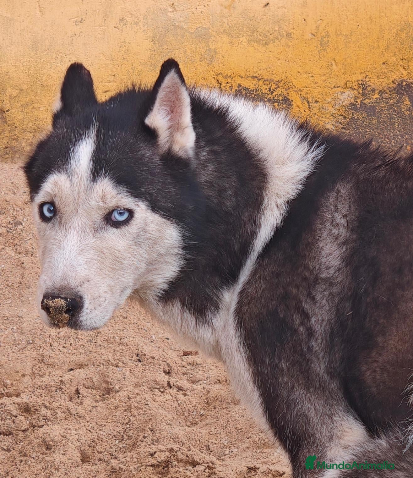 Husky Siberiano perros Precioso husky  - Anuncio 1