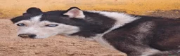 Husky Siberiano perros en adopcion: Precioso husky  - Anuncio 1