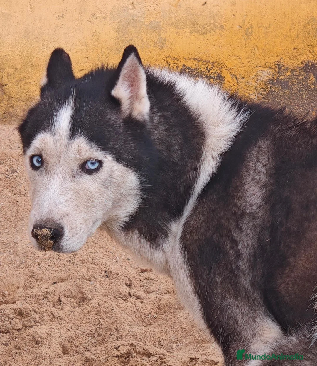 Husky Siberiano perros en adopcion: Precioso husky  - Anuncio 1
