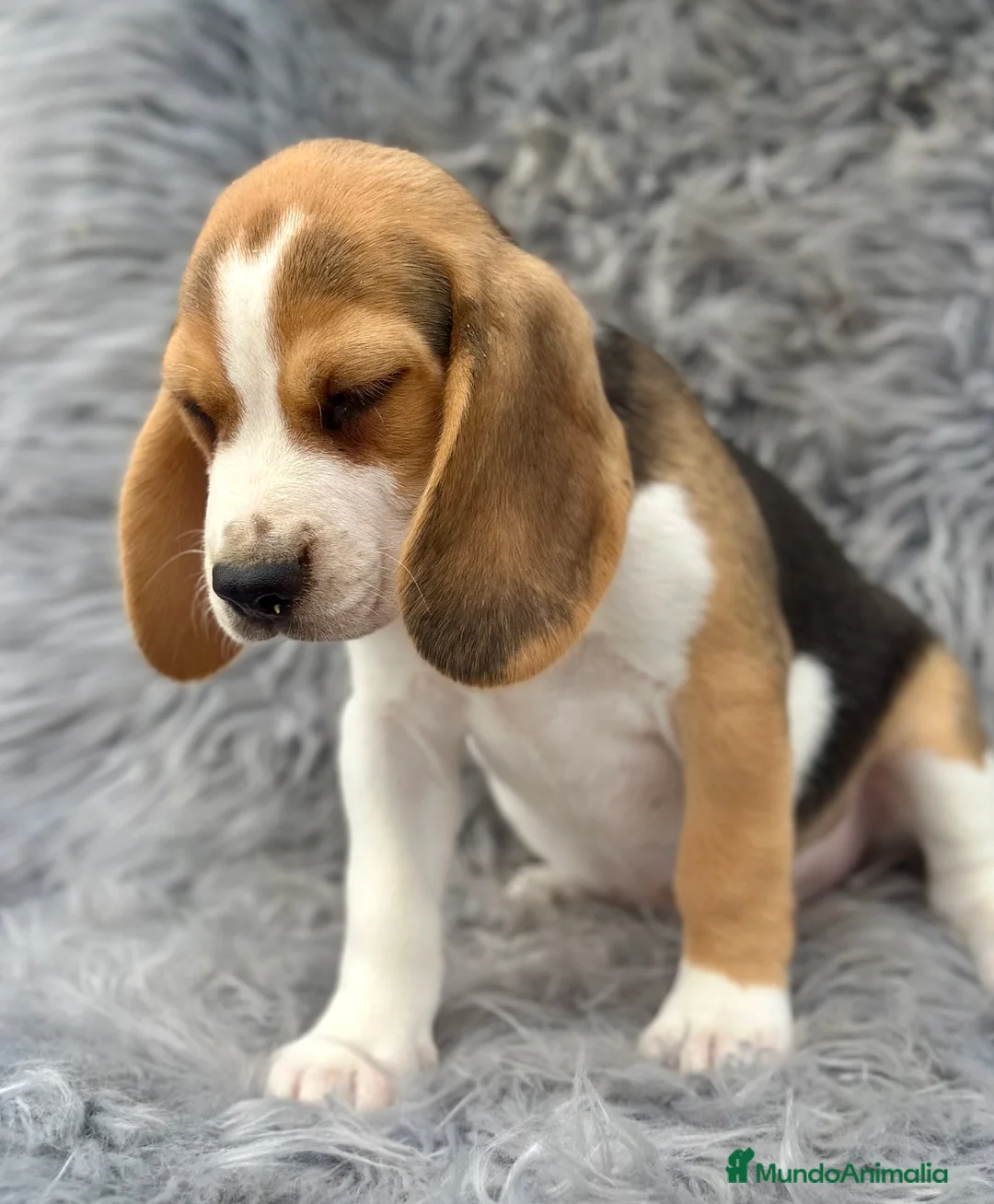 Beagle perros en venta: BEAGLE TRICOLOR MACHOS DISPONIBLES - Anuncio 3