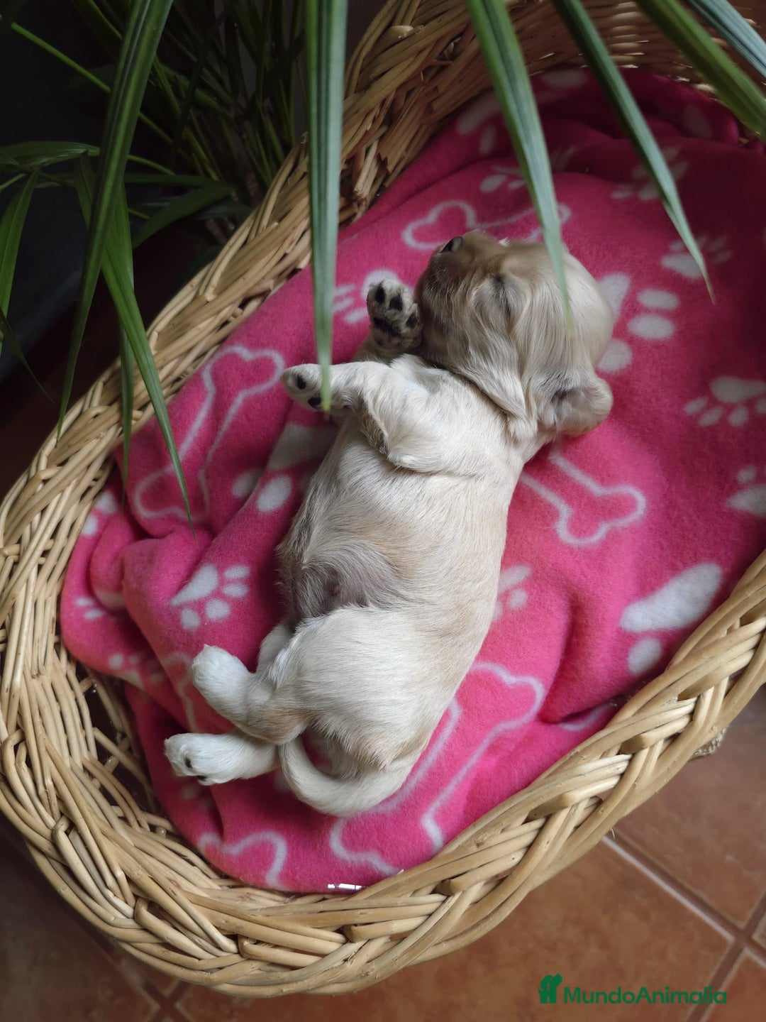Cocker Spaniel Americano perros en venta: Cocker americano  - Imagen 7