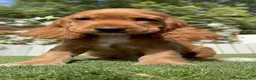 Cocker Spaniel Inglés perros en venta: COCKER SPANIEL INGLES-LISTA PARA ENTREGAR - Anuncio 11