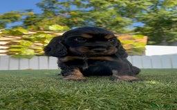 Cocker Spaniel Inglés perros en venta: COCKER SPANIEL INGLES - Imagen 10