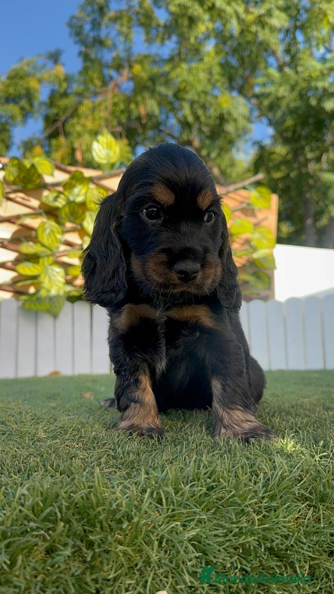 Cocker Spaniel Inglés perros en venta: COCKER SPANIEL INGLES - Imagen 10