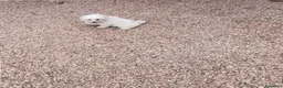 Bichón Maltés perros en venta: Cachorros de bichón maltés  - Anuncio 2