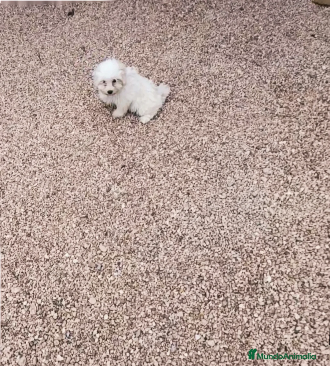 Bichón Maltés perros en venta: Cachorros de bichón maltés  - Anuncio 2