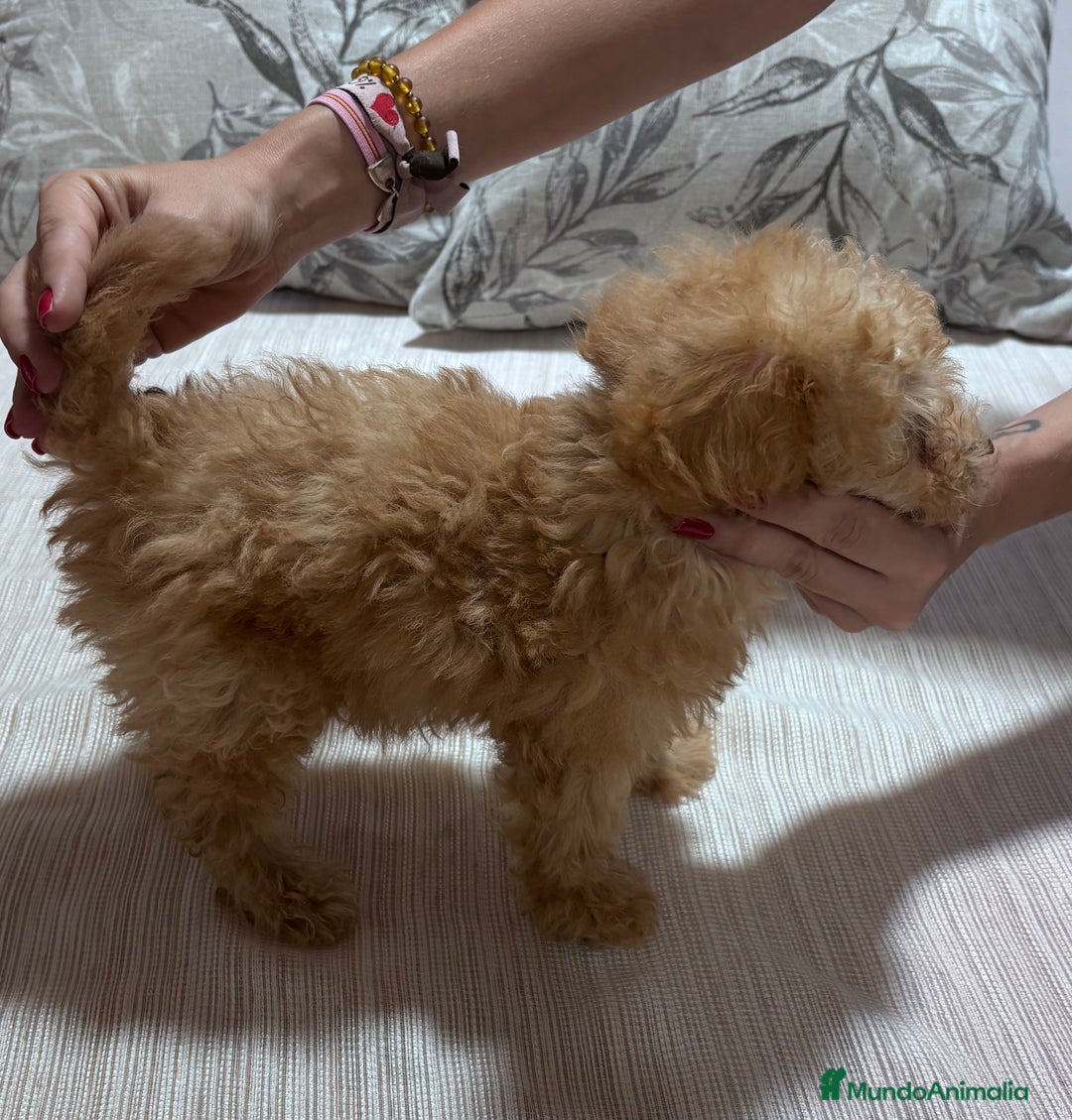 Caniche Toy perros en venta: Excelente ejemplar caniche toy - Imagen 6
