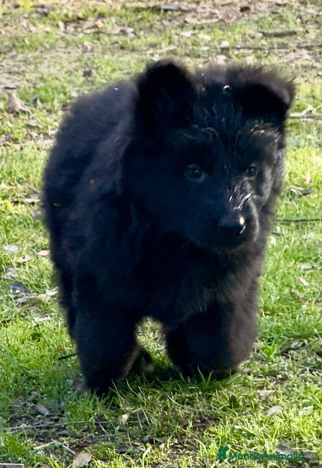 Pastor Alemán perros en venta: Pastores alemanes belleza , 100% líneas alemanas - Anuncio 4