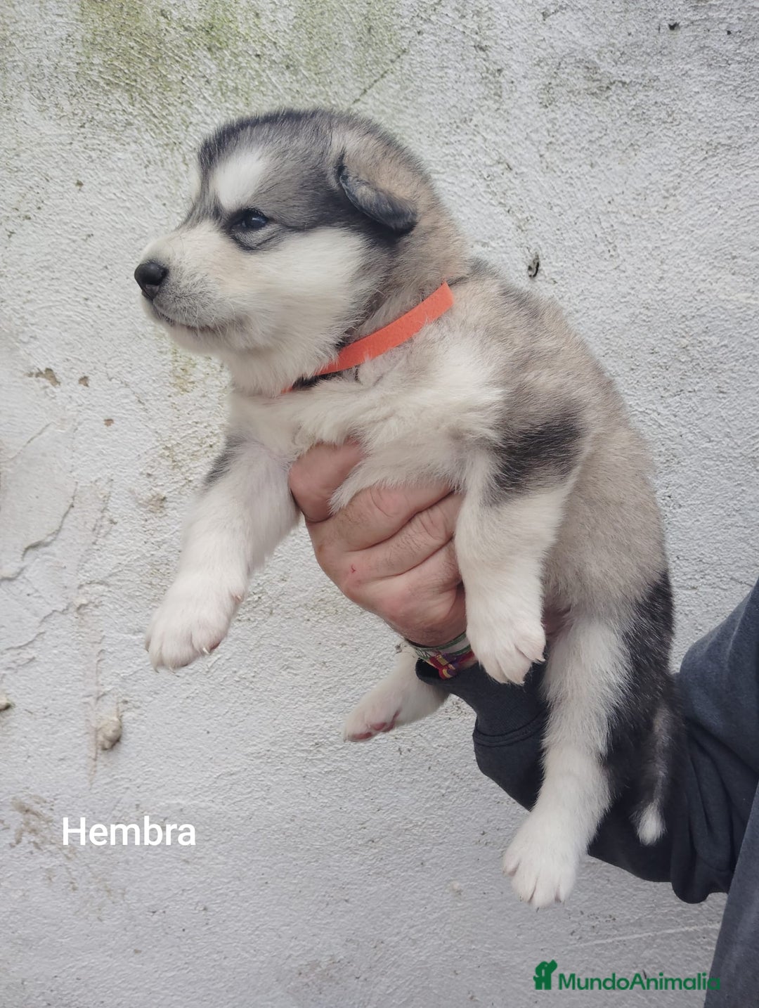 Alaskan Malamute perros en venta: CAMADA DE ALASKAN MALAMUTE - Anuncio 3