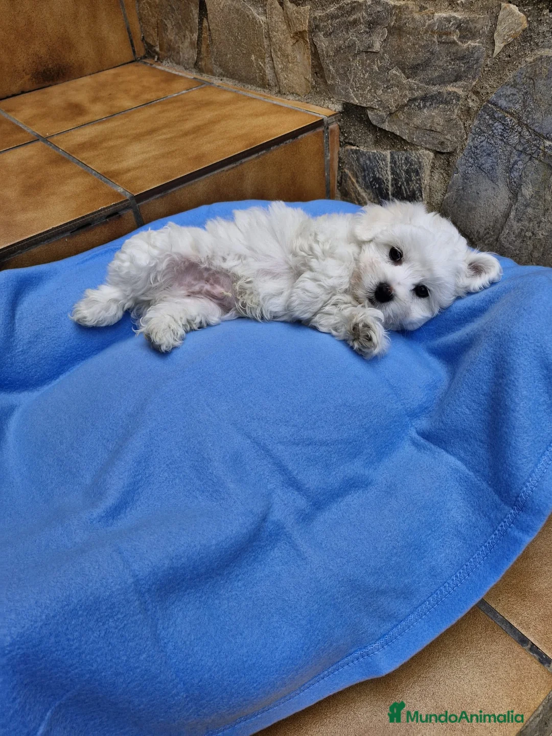 Bichón Maltés perros en venta: Bichón Maltés  en Barcelona - Anuncio 2