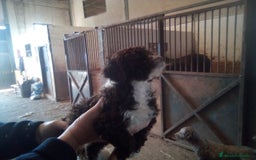 Perro de Agua Español perros en venta: Camada PDAE - Imagen 5