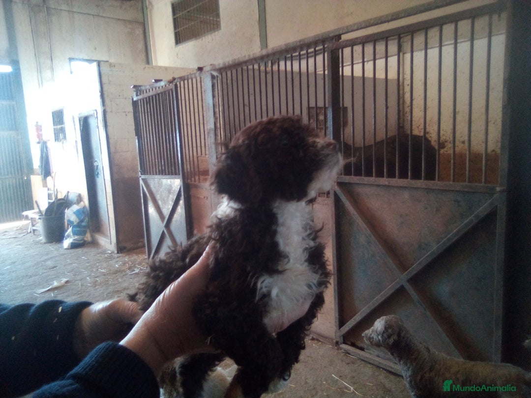 Perro de Agua Español perros en venta: Camada PDAE - Imagen 5