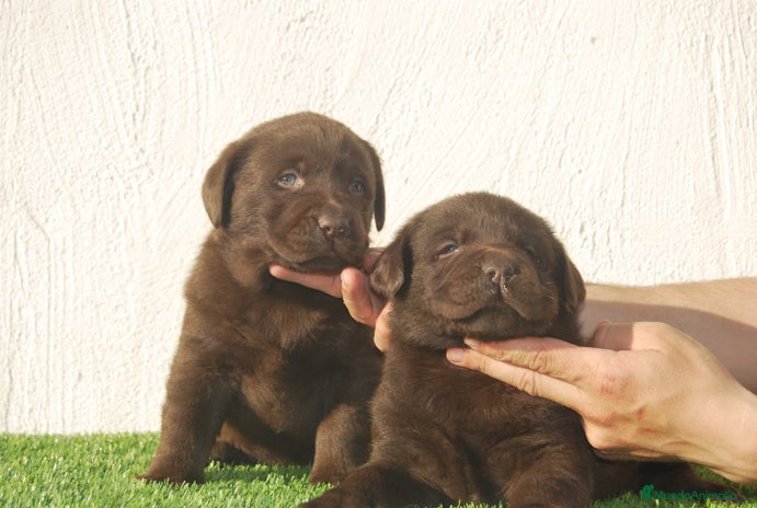 Labrador Retriever perros - Anuncio 11