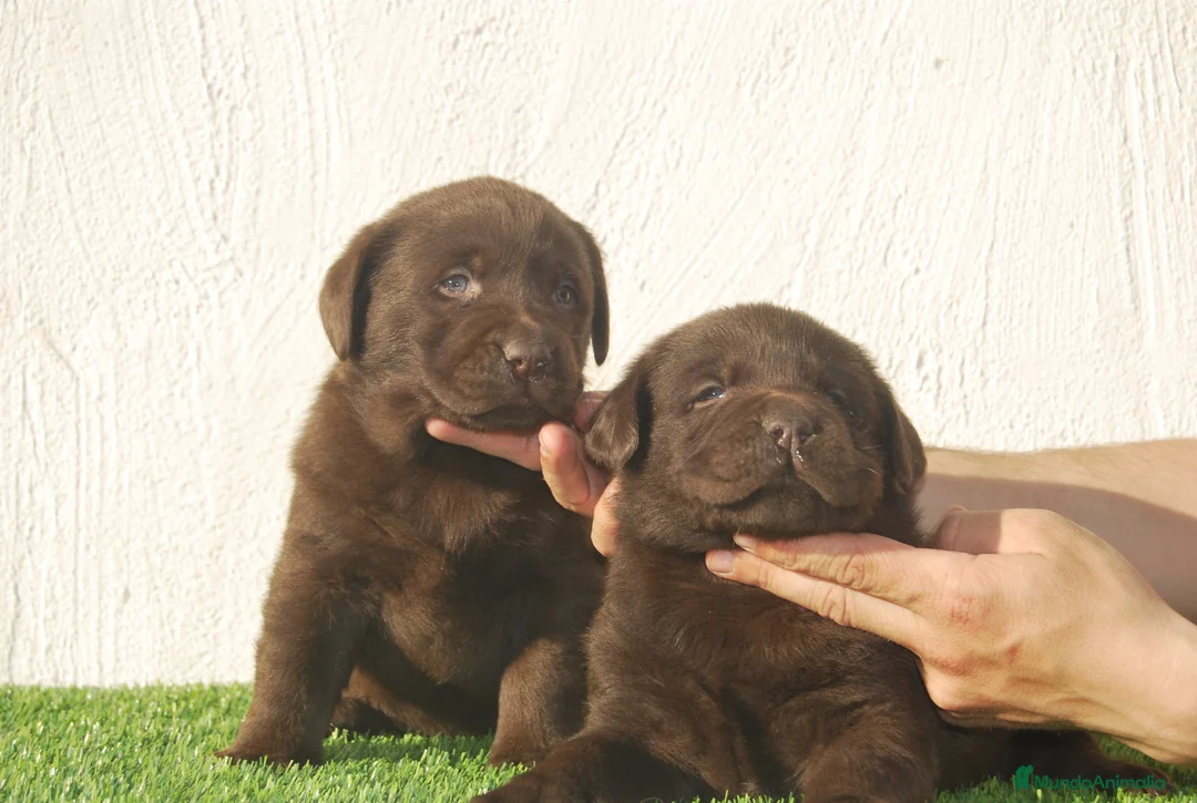 Labrador Retriever perros en venta: Cachorros de Labrador chocolate, increibles - Anuncio 1