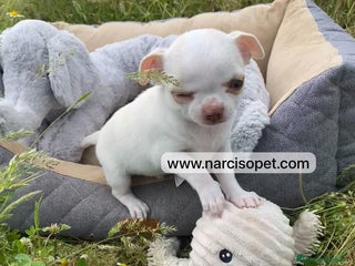 Chihuahua perros en Ciudad Real - Anuncio 31