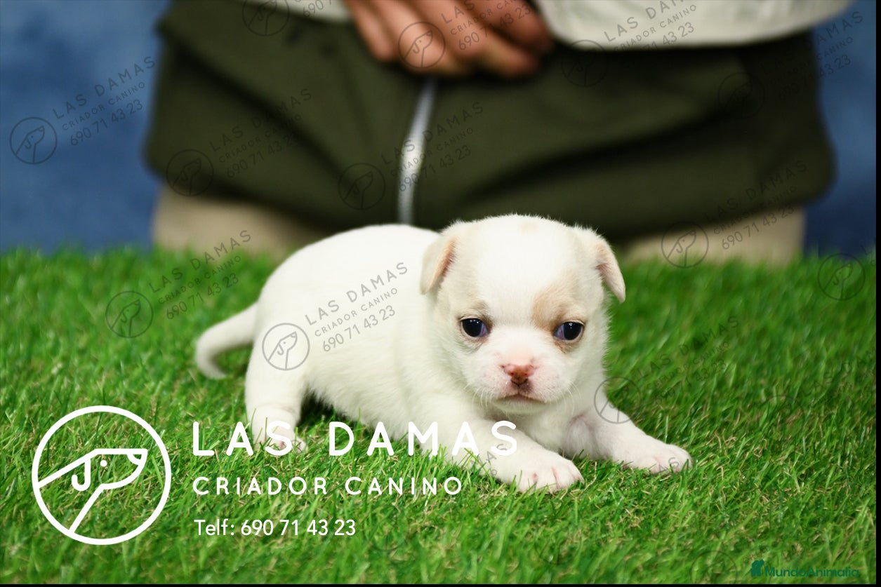 Chihuahua perros en venta: Chihuahuas disponibles - Anuncio 2