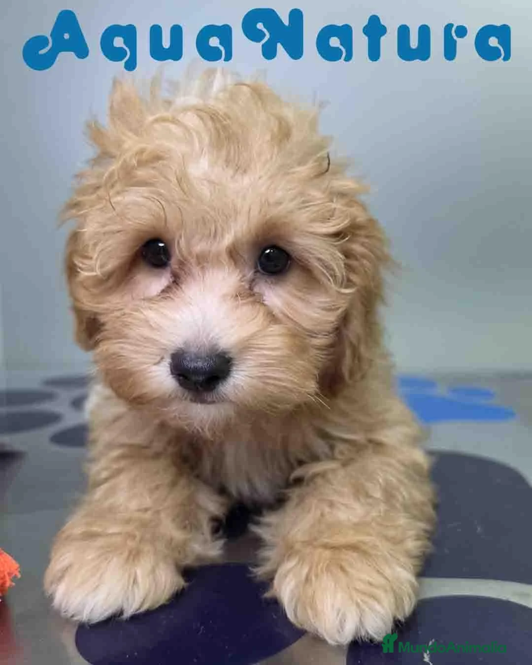 Havapoo perros en venta: Havapoo Macho de Haya y Can 6756 AQUANATURA - Anuncio 9