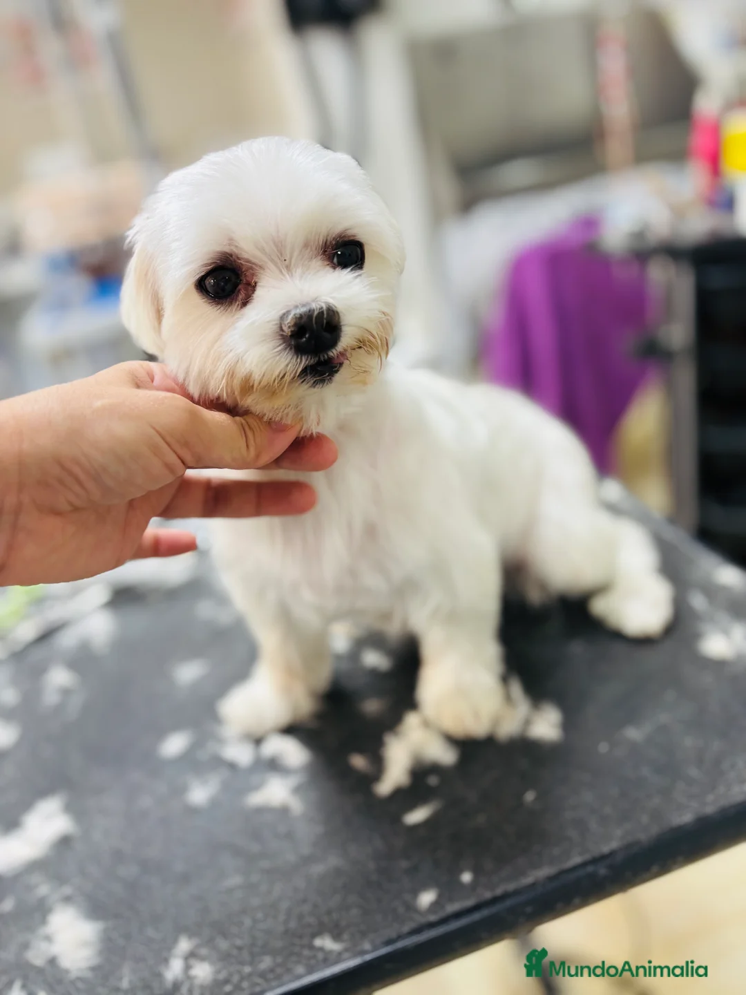 Bichón Maltés perros en venta: Bichon maltes hembra de nueve años - Anuncio 4