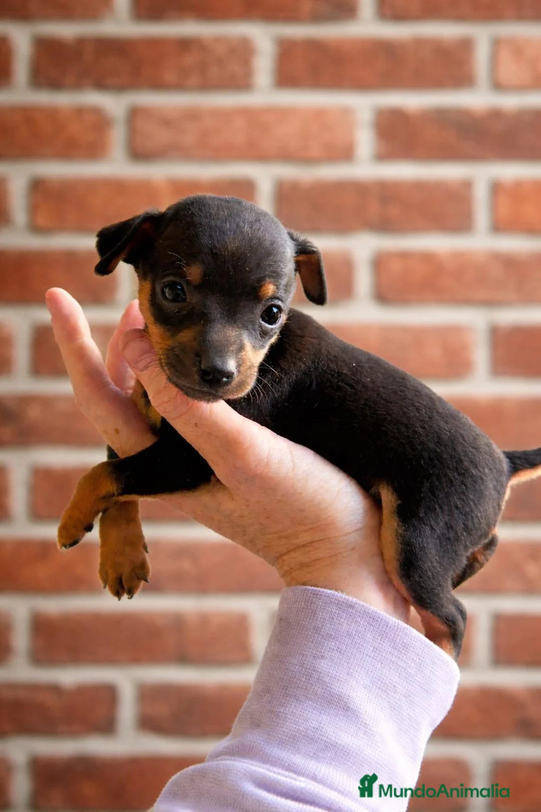 Ratón de Praga perros en venta: RATON DE PRAGA - Anuncio 8