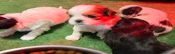 Shih Tzu perros en venta: Shih Tzu  - Anuncio 2