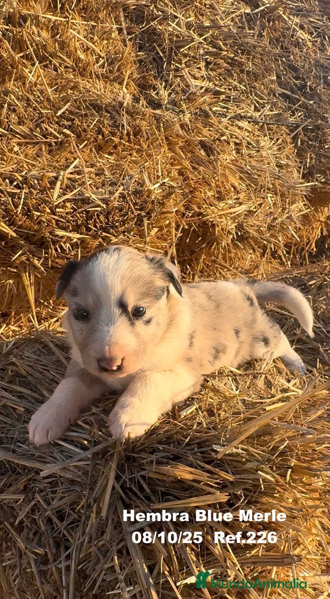 Border Collie perros en venta: Border Collie Blue Merle - Anuncio 2