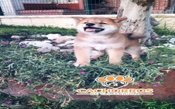 Shiba Inu perros en venta: Shiba inu - Imagen 3