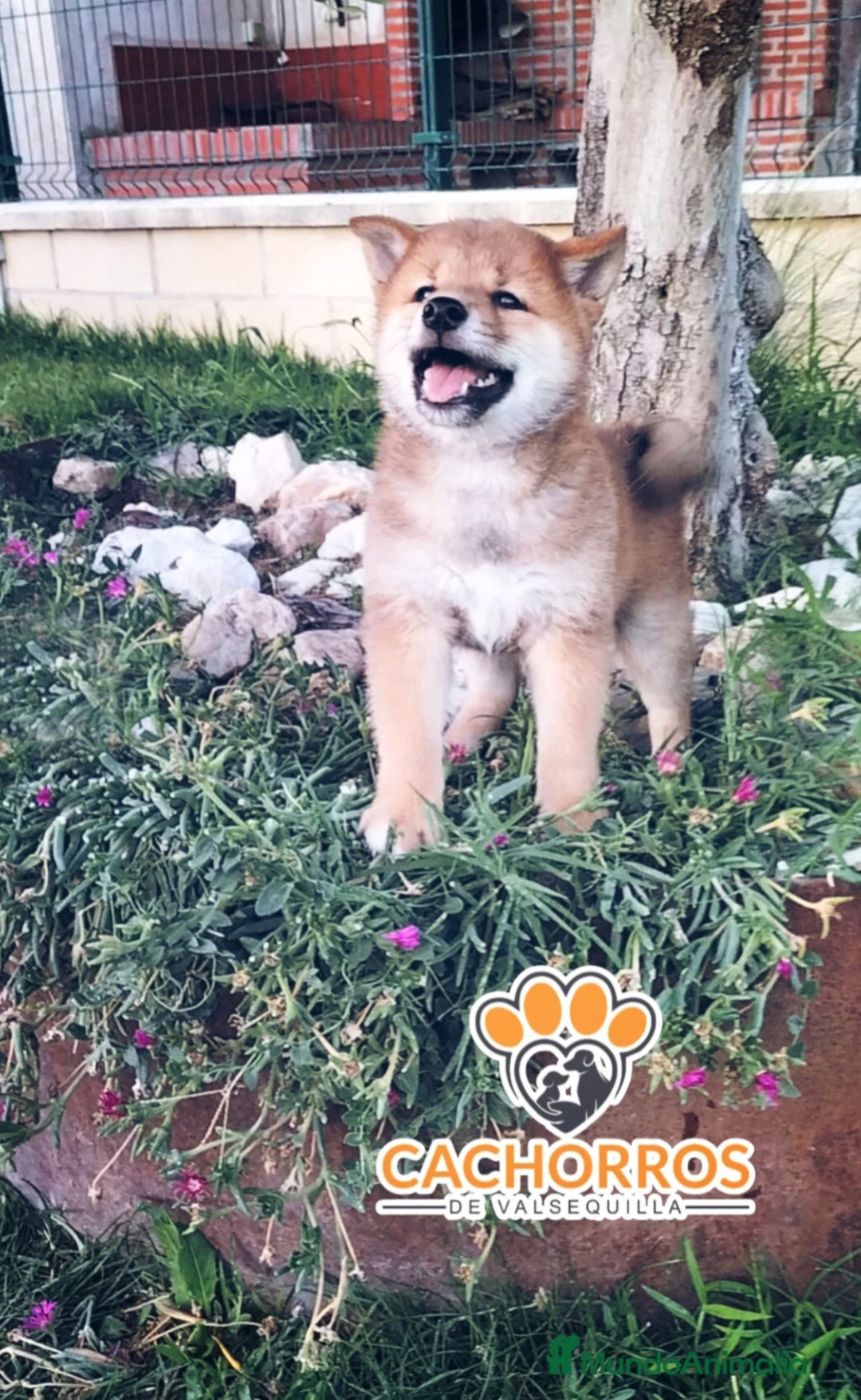 Shiba Inu perros en venta: Shiba inu - Imagen 3