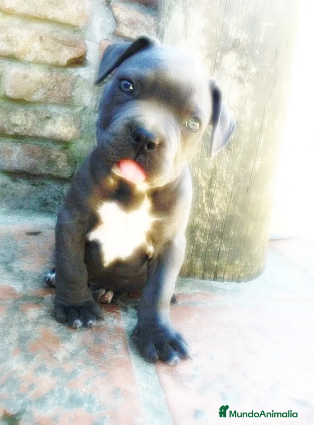 American Staffordshire-Terrier perros en venta: AMERICAN STAFFORD BLUE DE OJOS AZULES en Sevilla - Anuncio 4