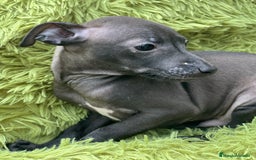 Pequeño Lebrel Italiano perros en venta: Piccolo  gris humo  - Imagen 6