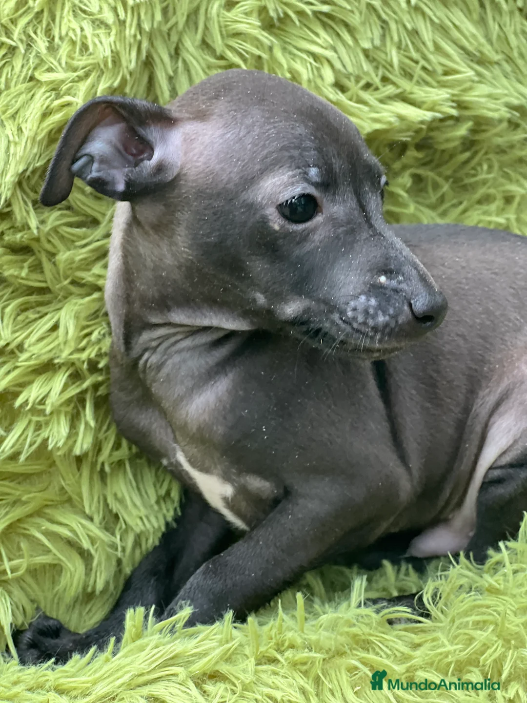 Pequeño Lebrel Italiano perros en venta: Piccolo  gris humo  - Anuncio 6