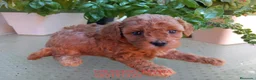 Caniche Toy perros en venta: Poodle toy cachorro caniche rojo - Anuncio 3