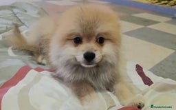 Pomerania perros en venta: Lulu pomerania toy - Imagen 3