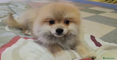 Pomerania perros - Anuncio 9