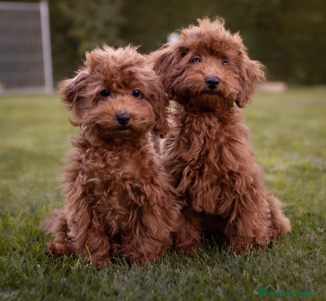 Imagen de galería {{count}}