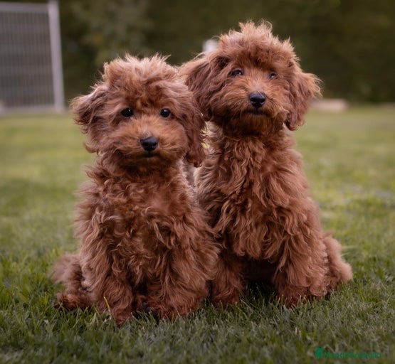 Imagen de galería {{count}}