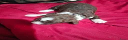 Perro de Agua Español perros en venta: Machos bicolor  - Anuncio 4