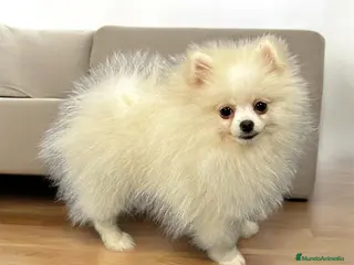 Pomerania perros Espectacular Hembrita Pomerania Blanca - Anuncio 2