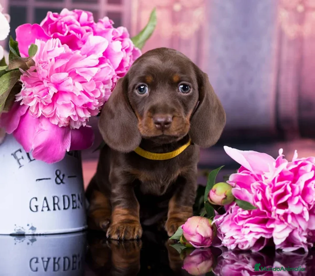 Teckel Miniatura perros en venta: TECKEL ALMERIA - LISTOS PARA ENTREGA  - Anuncio 2