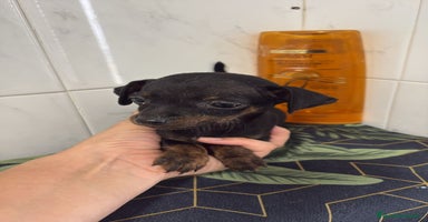 Pinscher Miniatura perros - Anuncio 3