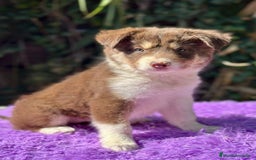 Border Collie perros en venta: Border collie chocolate - Imagen 3