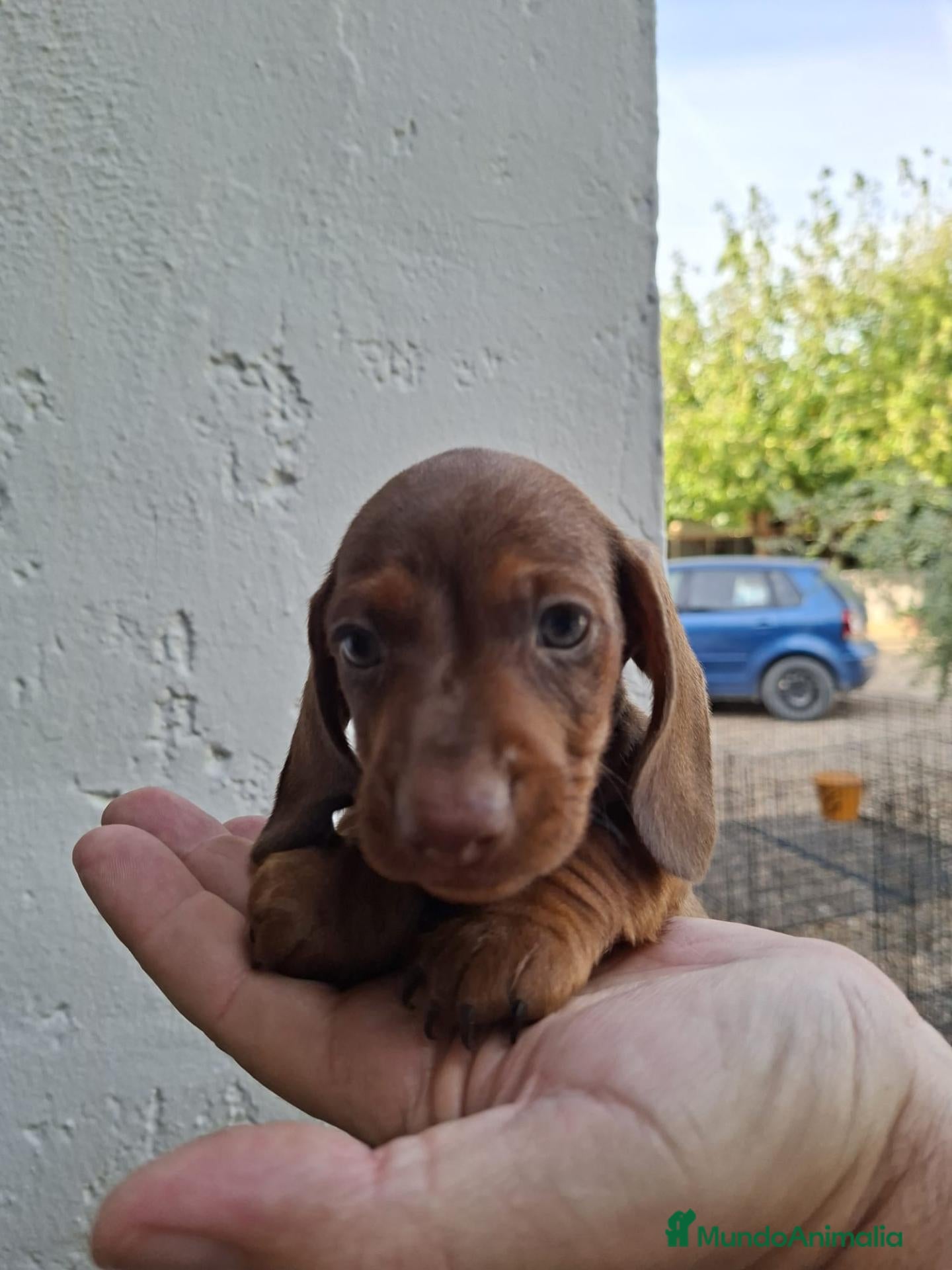 Teckel Miniatura perros TECKEL KANNINCHEN  - Anuncio 1