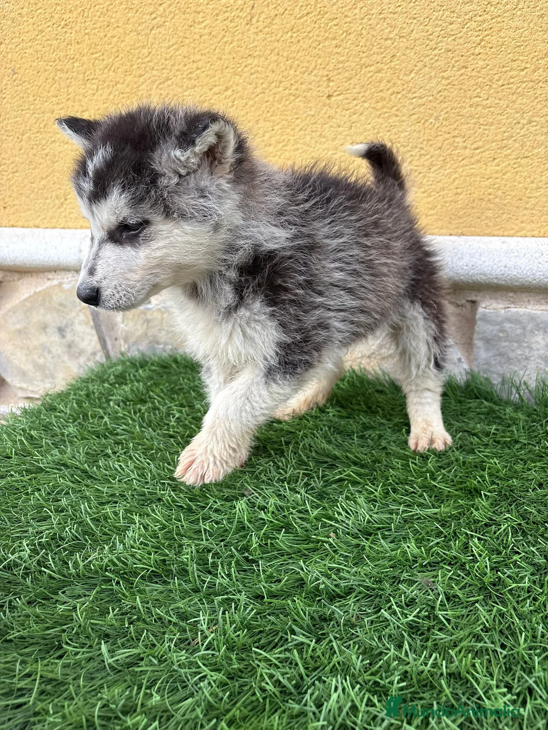 Husky Siberiano perros en venta: Husky siberiano macho  - Anuncio 15