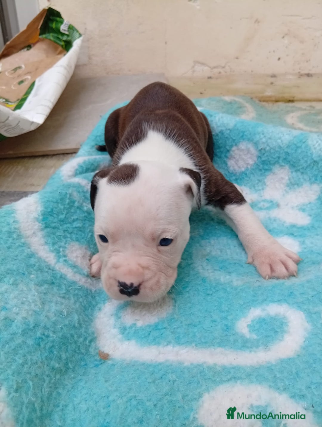 American Staffordshire-Terrier perros en venta: American estanford  - Anuncio 5