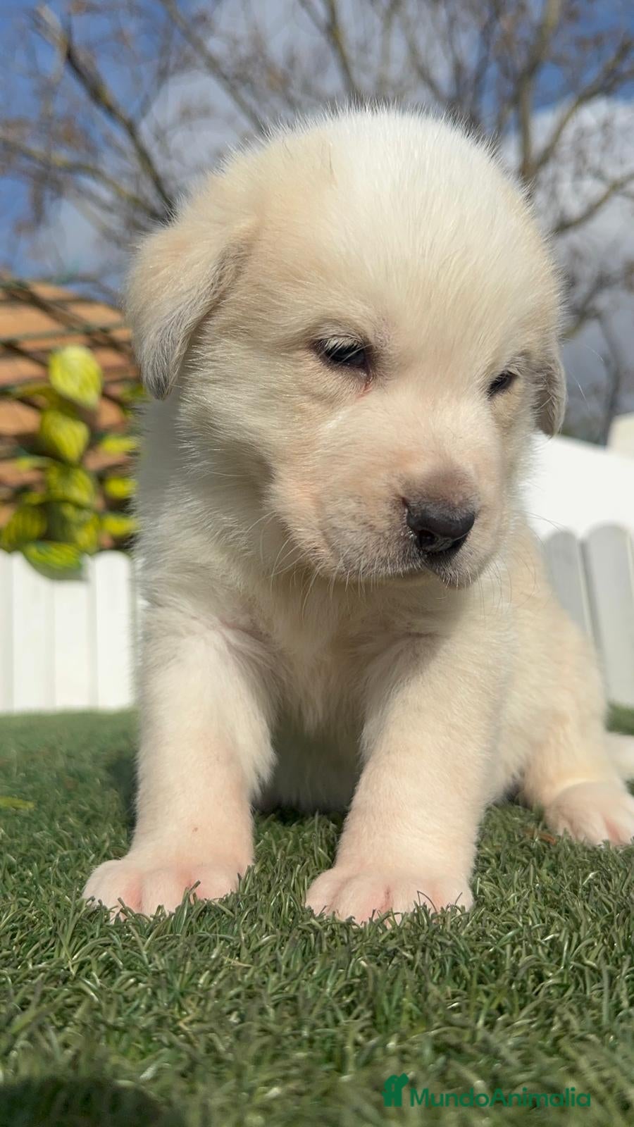 Mastín Español perros MASTIN ESPAÑOL HEMBRA - Anuncio 16