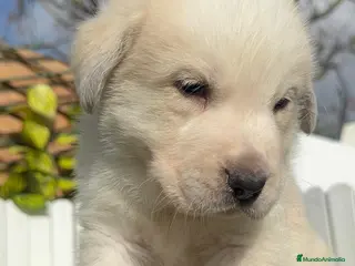 Mastín Español perros MASTIN ESPAÑOL HEMBRA - Anuncio 16