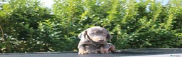 Teckel Miniatura perros en venta: CACHORRITOS TECKEL BLUE MINIATURA - Anuncio 5