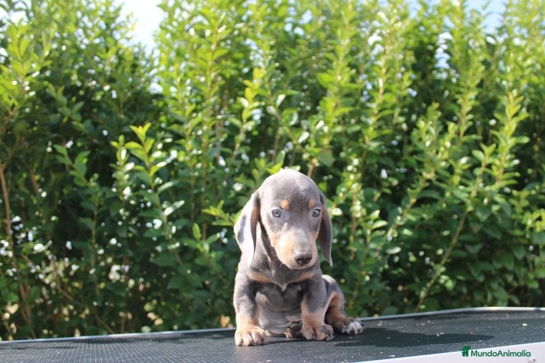 Teckel Miniatura perros en venta: CACHORRITOS TECKEL BLUE MINIATURA - Anuncio 5